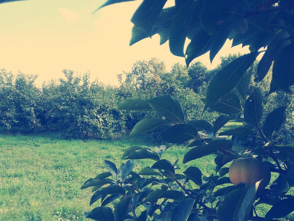 Cascina Bucolica B&B Alpignano Luaran gambar